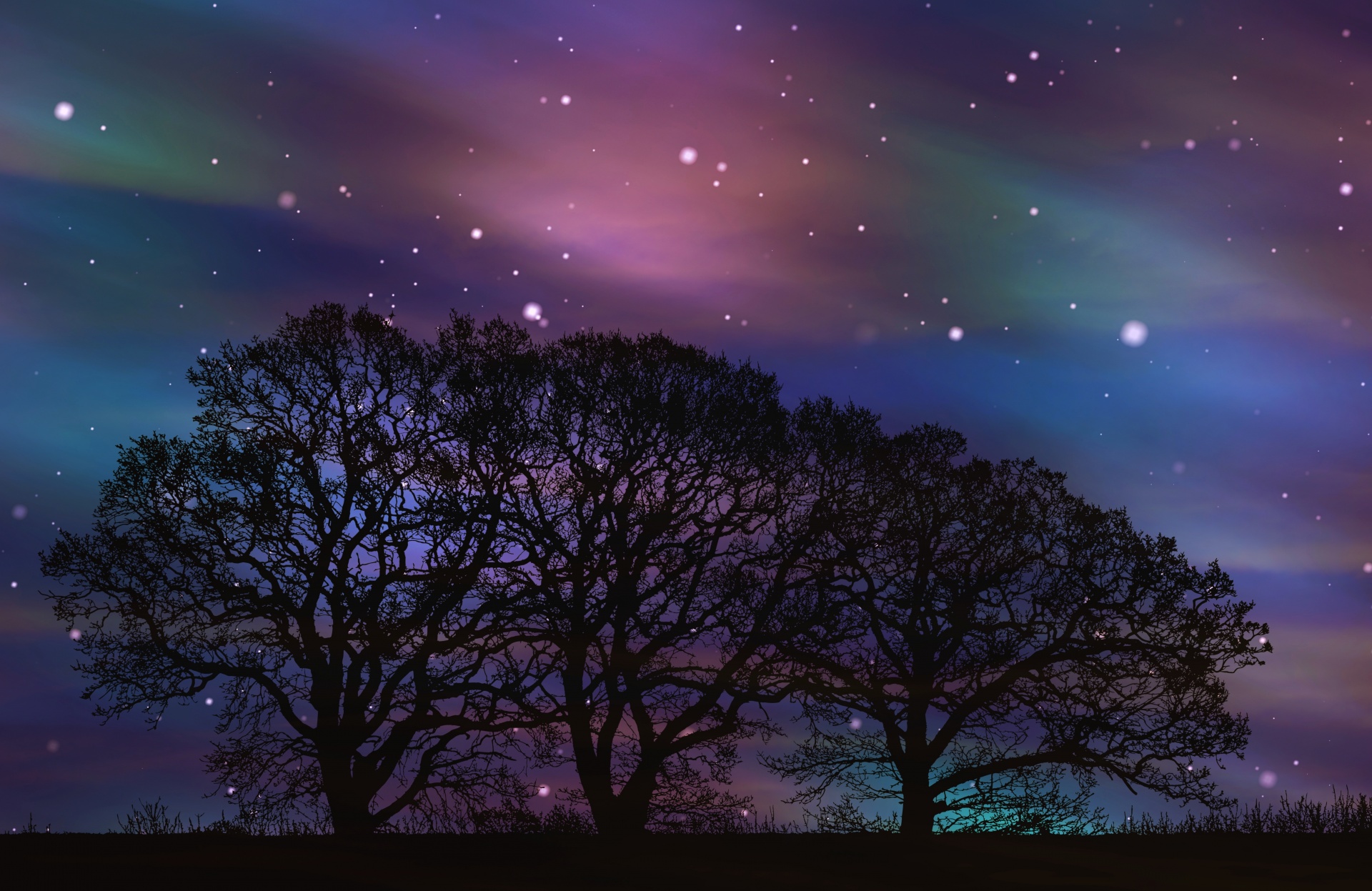 Credit: License: CC0 Public Domain ~ Andrea Stöckel has released this “Tree Forest Starry Aurora” image under Public Domain license. It means that you can use and modify it for your personal and commercial projects…